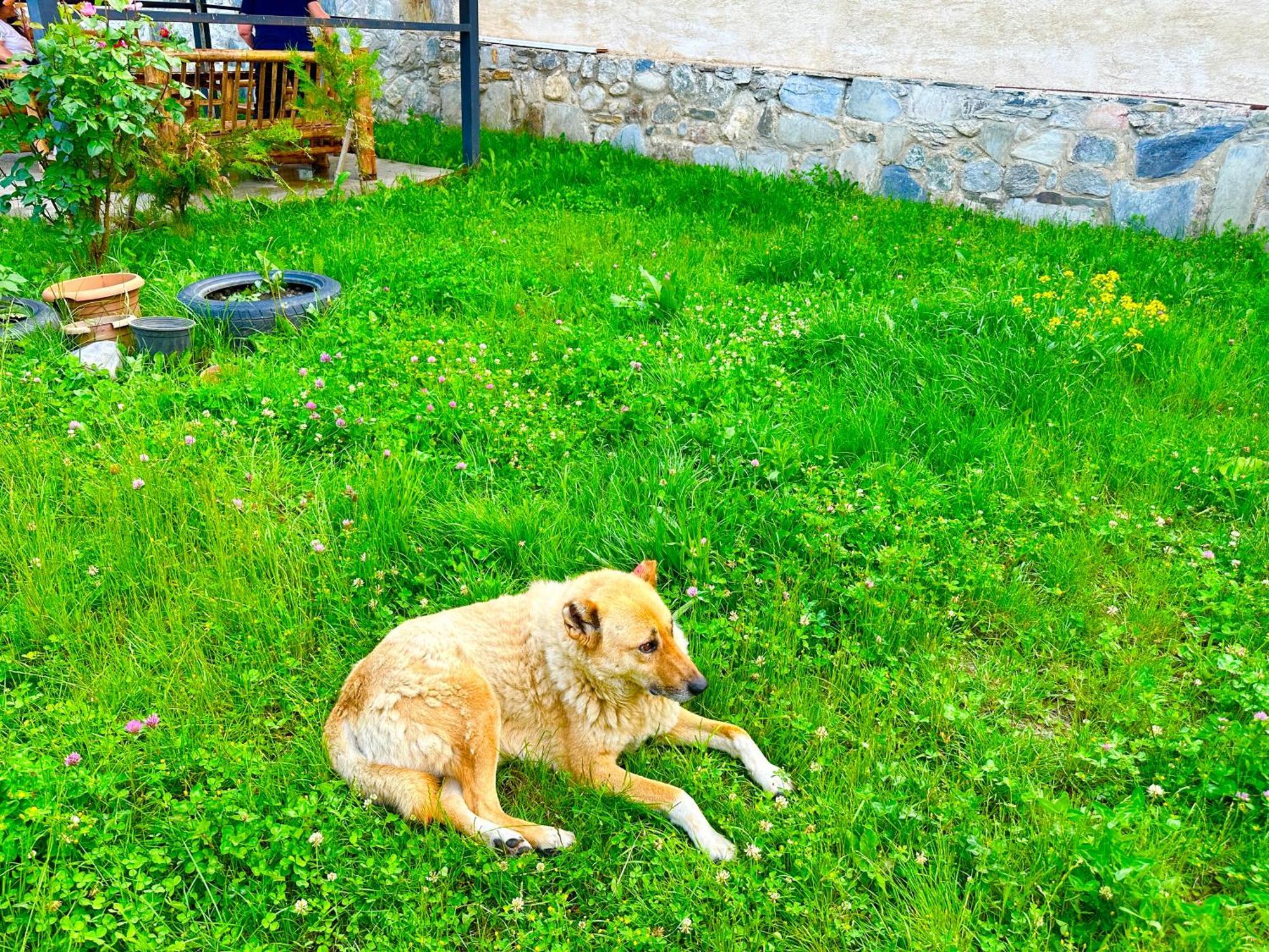 Mziuri Guest House Местия Екстериор снимка